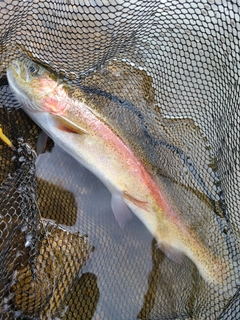 ニジマスの釣果