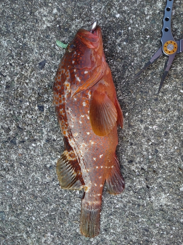 アコウの釣果