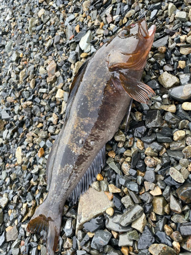 ベッコウゾイの釣果