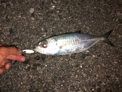 メアジの釣果