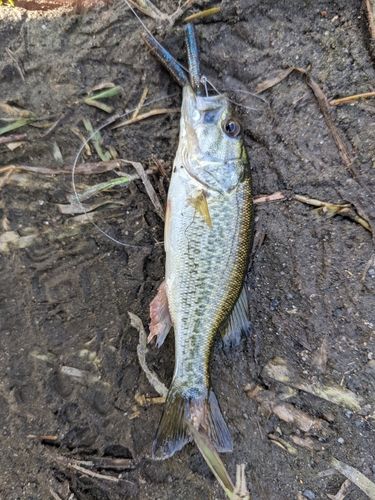 ブラックバスの釣果
