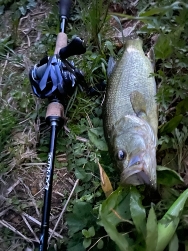 ブラックバスの釣果