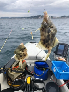 カワハギの釣果