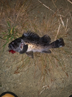 クロソイの釣果