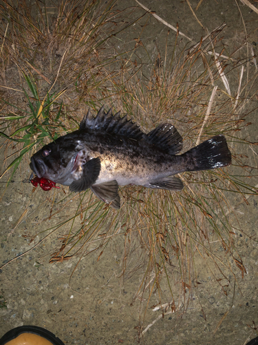 クロソイの釣果