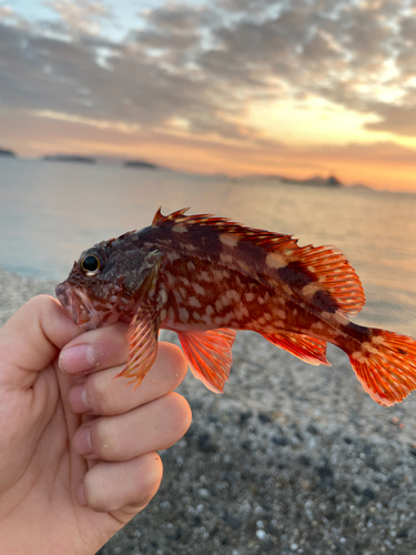 カサゴの釣果