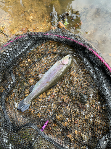 トラウトの釣果