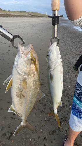 ショゴの釣果