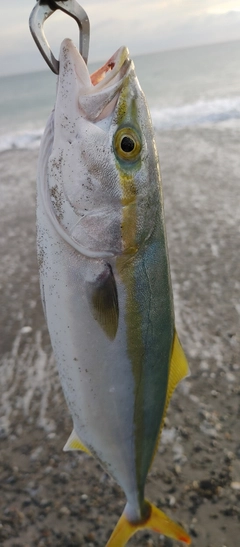 イナダの釣果