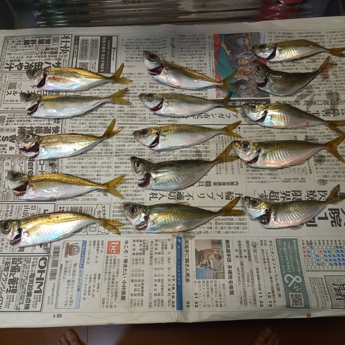 アジの釣果