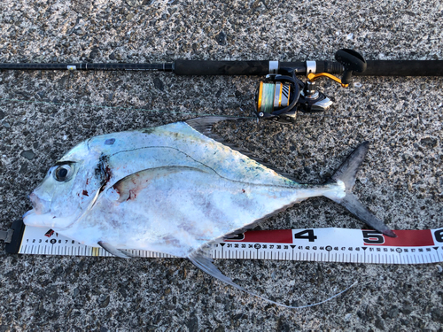 イトヒキアジの釣果