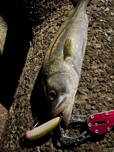 シーバスの釣果