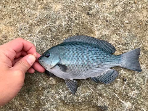 クチブトグレの釣果