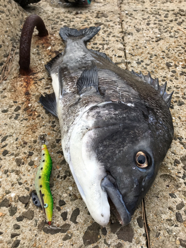 チヌの釣果