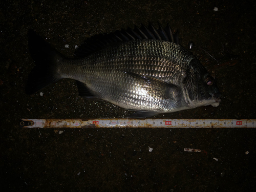 クロダイの釣果