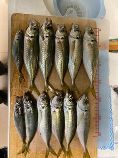 アジの釣果