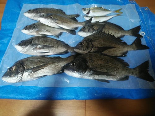 クロダイの釣果