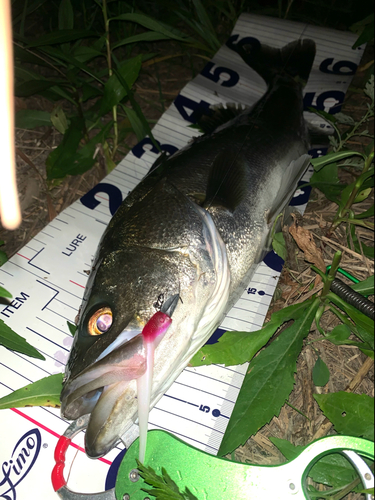 シーバスの釣果