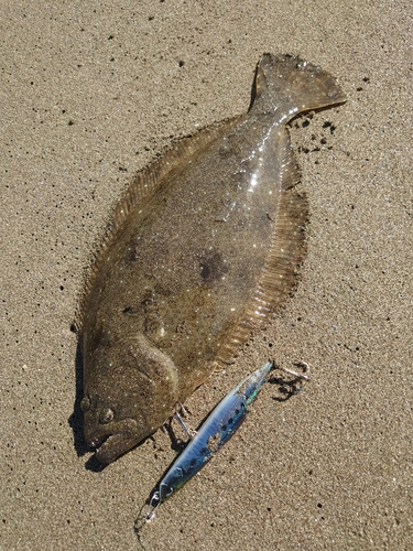 ソゲの釣果