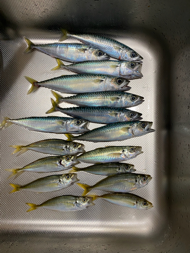 サバの釣果