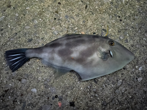 ウマヅラハギの釣果