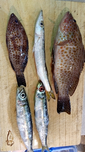 オオモンハタの釣果