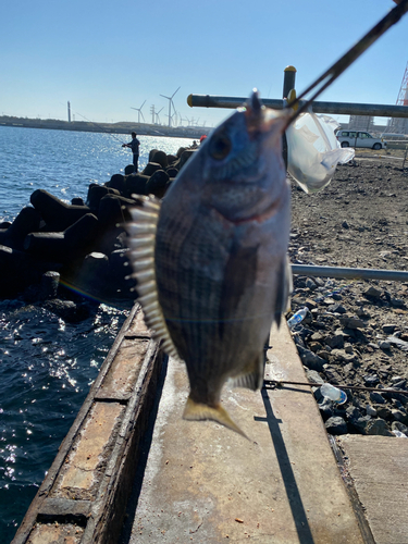 チヌの釣果