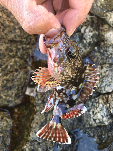 カサゴの釣果