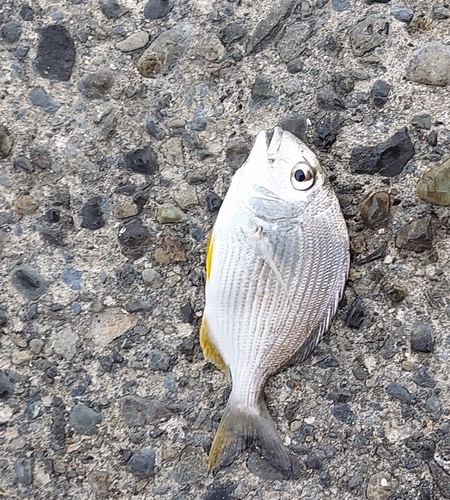 ヘダイの釣果