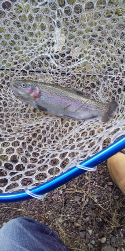 ニジマスの釣果