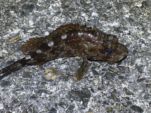 タケノコメバルの釣果