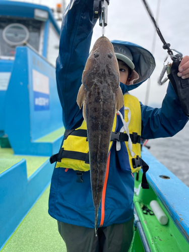 マゴチの釣果