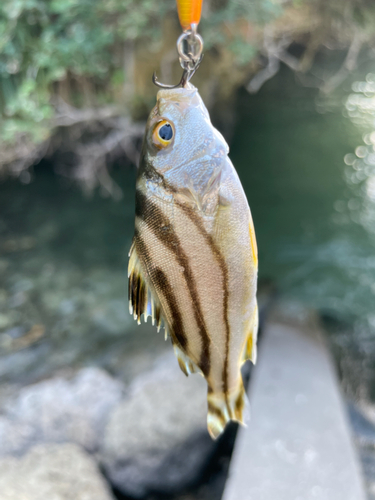 コトヒキの釣果