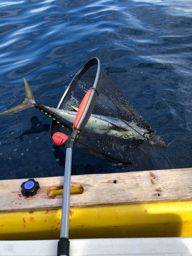 キハダマグロの釣果