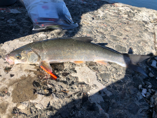 チカの釣果