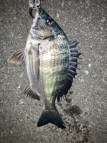 クロダイの釣果