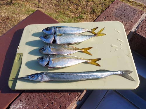 サヨリの釣果