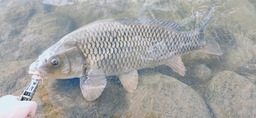 コイの釣果