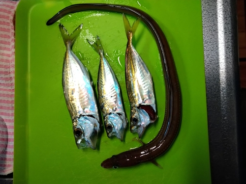 アジの釣果