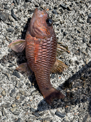 オオモンハタの釣果