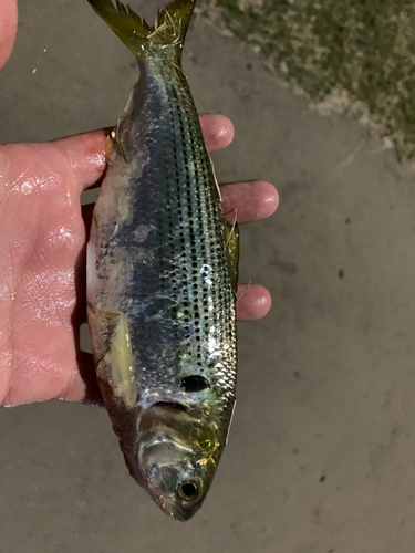 コノシロの釣果