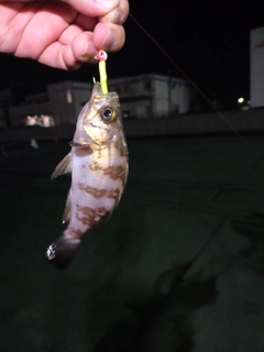 アカメバルの釣果