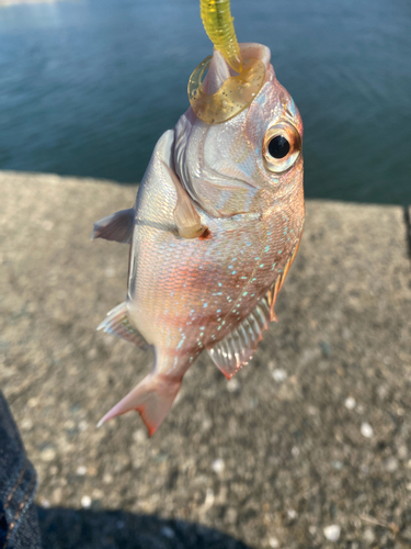 タイの釣果