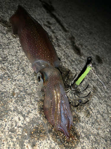 ヤリイカの釣果