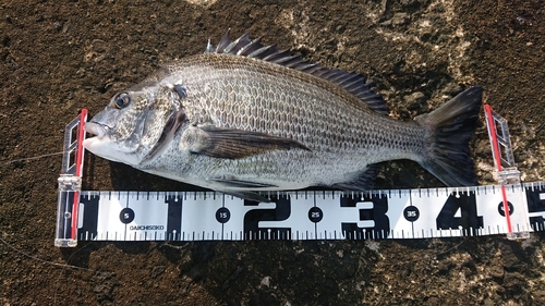 クロダイの釣果