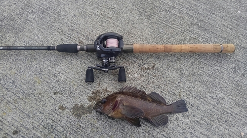 エゾメバルの釣果