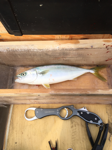 ワカシの釣果