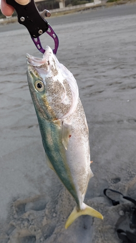 イナダの釣果