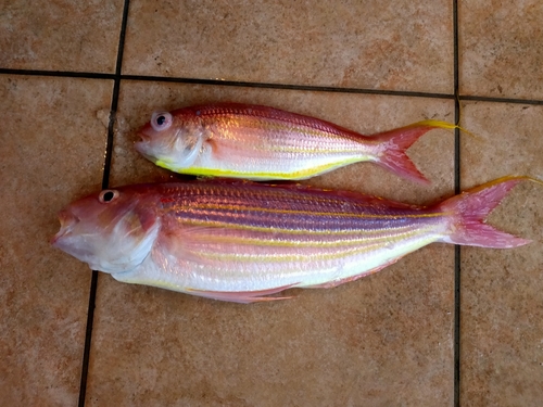 イトヨリダイの釣果