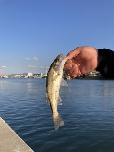 セイゴ（マルスズキ）の釣果